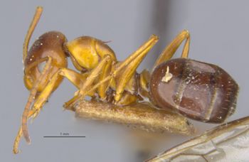 Media type: image;   Entomology 8841 Aspect: habitus lateral view